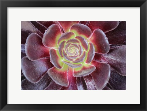 Framed Bright Succulent Print