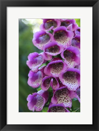 Framed Purple Trailing Flower Print