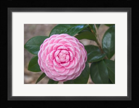 Framed Pink Passion Camillia Print