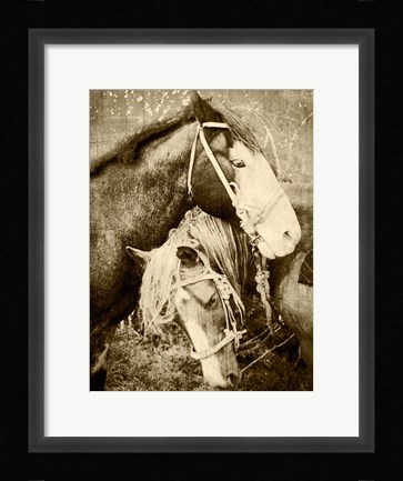 Framed Vintage Horses Print