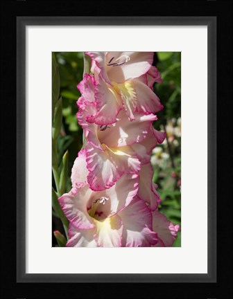 Framed Pink Blooms Print