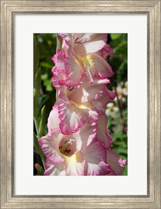 Framed Pink Blooms Print