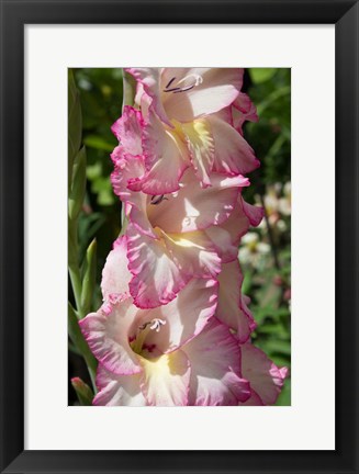 Framed Pink Blooms Print