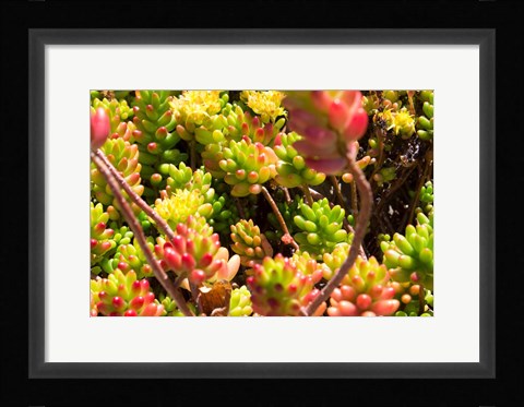 Framed Down Under Flowers Print
