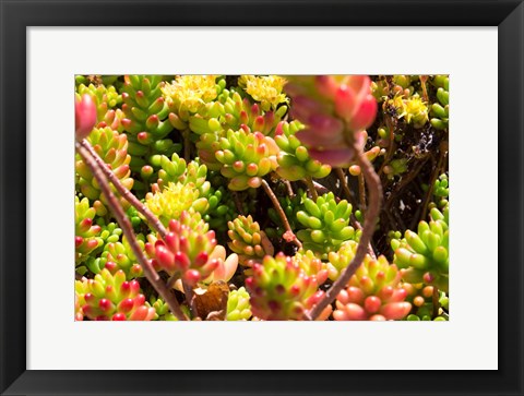 Framed Down Under Flowers Print