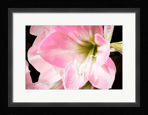 Framed Soft Petals Print
