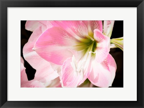 Framed Soft Petals Print