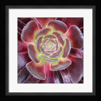 Framed Bright Succulent Square Print