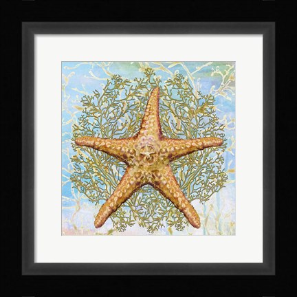 Framed Shell Medley II Print