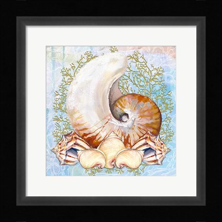 Framed Shell Medley V Print