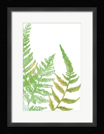 Framed Tossed Ferns I Print