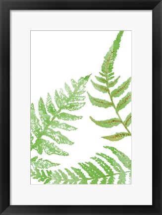 Framed Tossed Ferns II Print