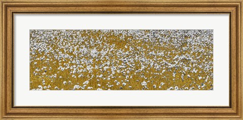 Framed Fields of Gold Print