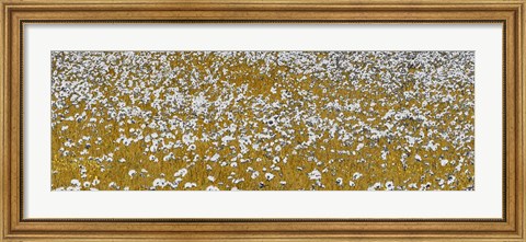 Framed Fields of Gold Print