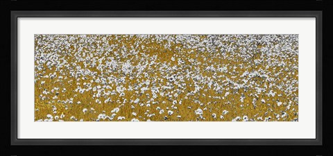 Framed Fields of Gold Print