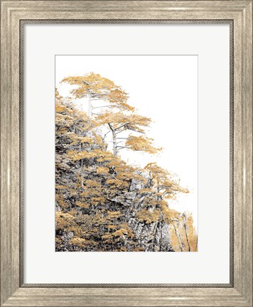 Framed Immortal Pine Print