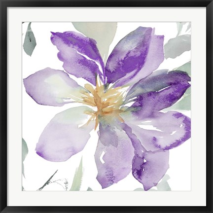 Framed Clematis in Purple Shades II Print