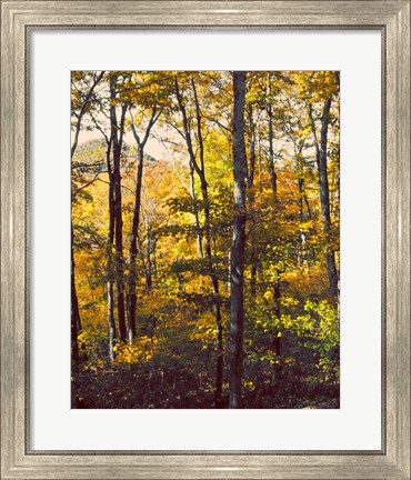 Framed Sanctuary Woods II Print