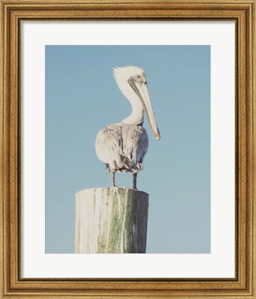 Framed Pelican Post Muted I Print