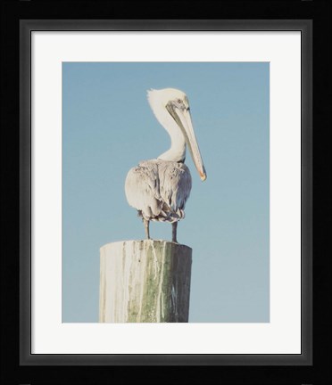 Framed Pelican Post Muted I Print