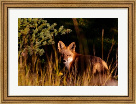 Framed Fox Stare Print