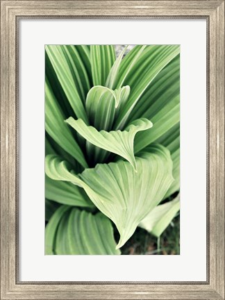 Framed Green Leaf Blooms I Print