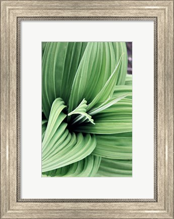 Framed Green Leaf Blooms II Print