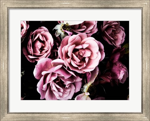 Framed Baroque Roses Print
