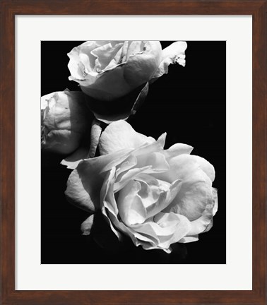 Framed Dramatic Love Blooms II Print