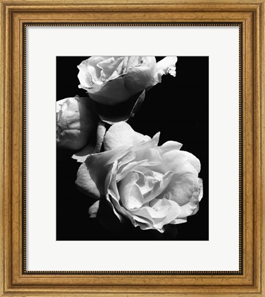 Framed Dramatic Love Blooms II Print