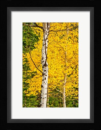 Framed Sunny Blooms Print