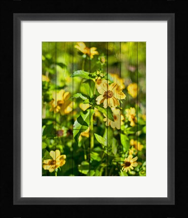 Framed Daisies on Wood Print