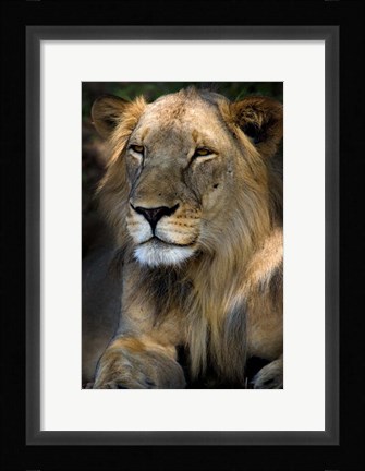 Framed Cape Lion Print