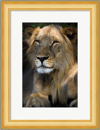 Framed Cape Lion Print