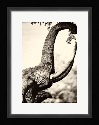 Framed Reaching High Print