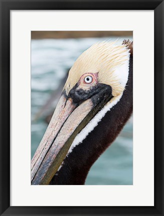 Framed Bayside Pelican Print