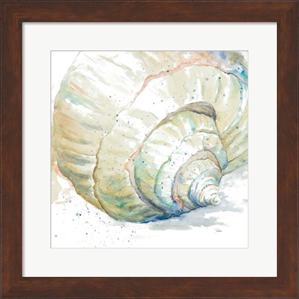 Framed Water Conch Print
