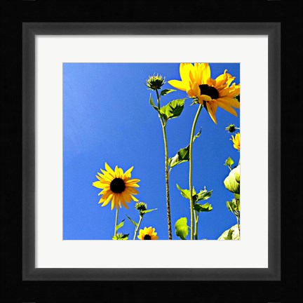 Framed Sunflowers and Sky Print