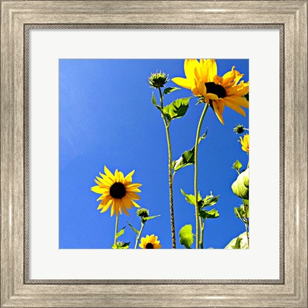 Framed Sunflowers and Sky Print
