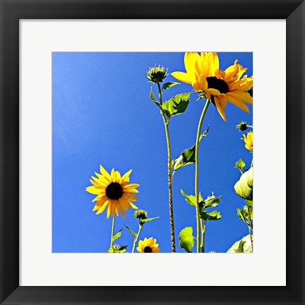 Framed Sunflowers and Sky Print