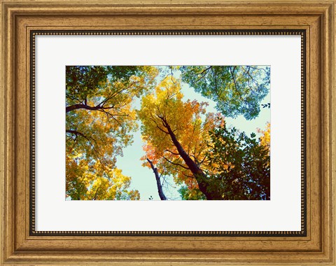 Framed Looking Up Print