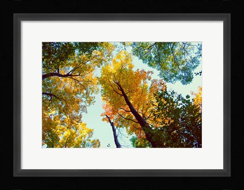 Framed Looking Up Print