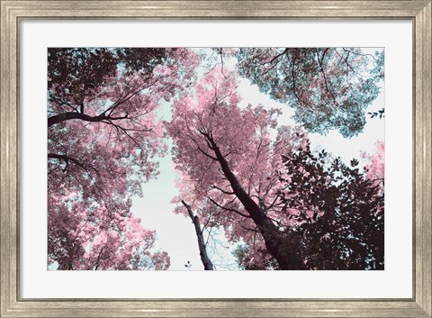 Framed Blooming Cherry Blossom Print