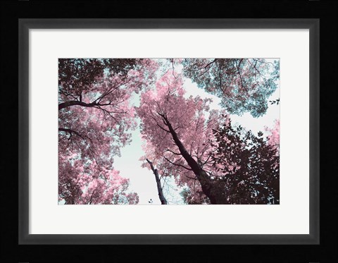 Framed Blooming Cherry Blossom Print