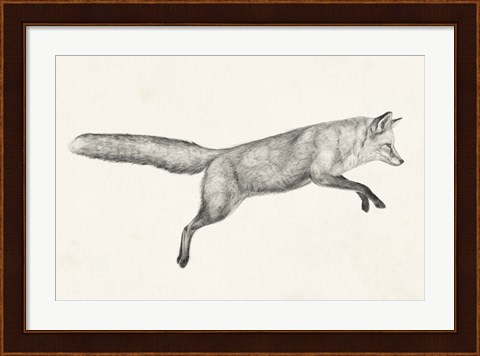 Framed Flying Fox I Print