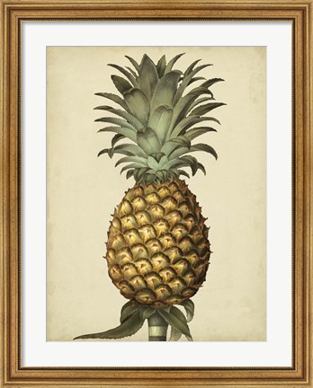 Framed Brookshaw Antique Pineapple I Print