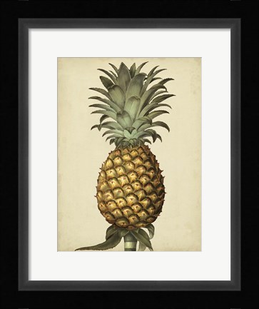 Framed Brookshaw Antique Pineapple I Print
