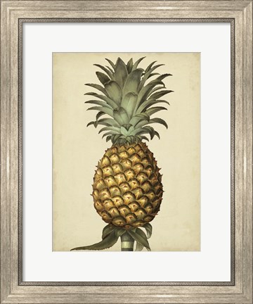 Framed Brookshaw Antique Pineapple I Print