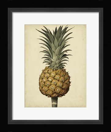 Framed Brookshaw Antique Pineapple II Print