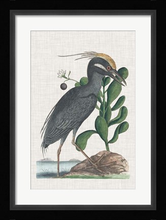 Framed Catesby Heron I Print